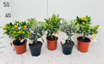 Algarve Mix Citrus & Olea Medi-stem - 6 stuks - Ø14cm - ↕35cm