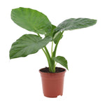 Alocasia Macrorrhiza - Ø17cm - ↕50cm