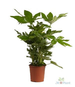 Fatsia Japonica - Ø17cm - ↕40cm