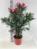 Nerium Oleander "struik" - ROZE - Ø20cm - ↕80cm