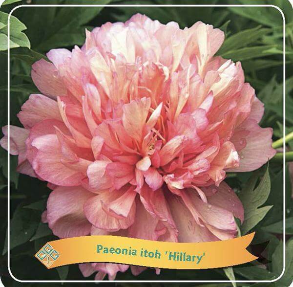 Paeonia Itoh 'Hillary' C5 - Ø21cm - ↕35cm