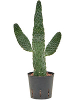 Opuntia Consolea (HYDRO) - Ø13cm - ↕55cm