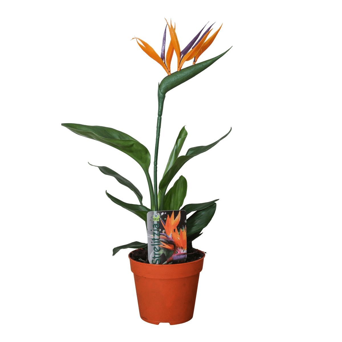 Strelitzia Reginae P13 2pp (with Artificial Flower) - Ø13cm - ↕35cm