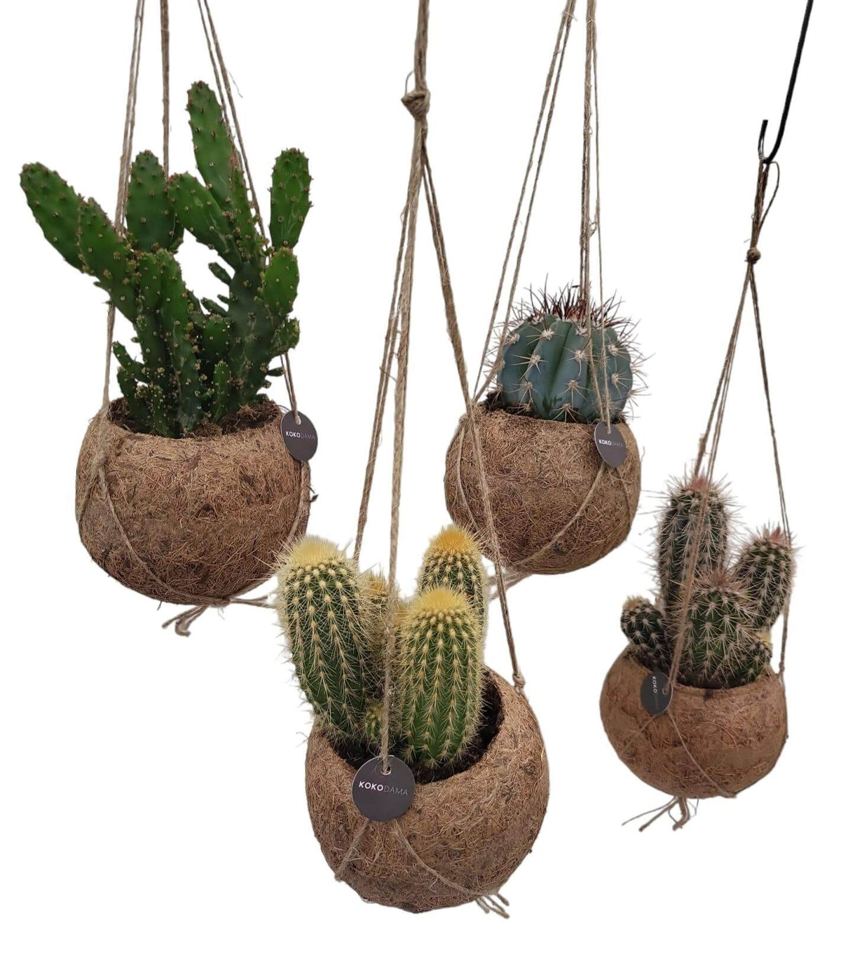 Kokodama Cactus Mix - 4 stuks - Ø12cm - ↕20cm