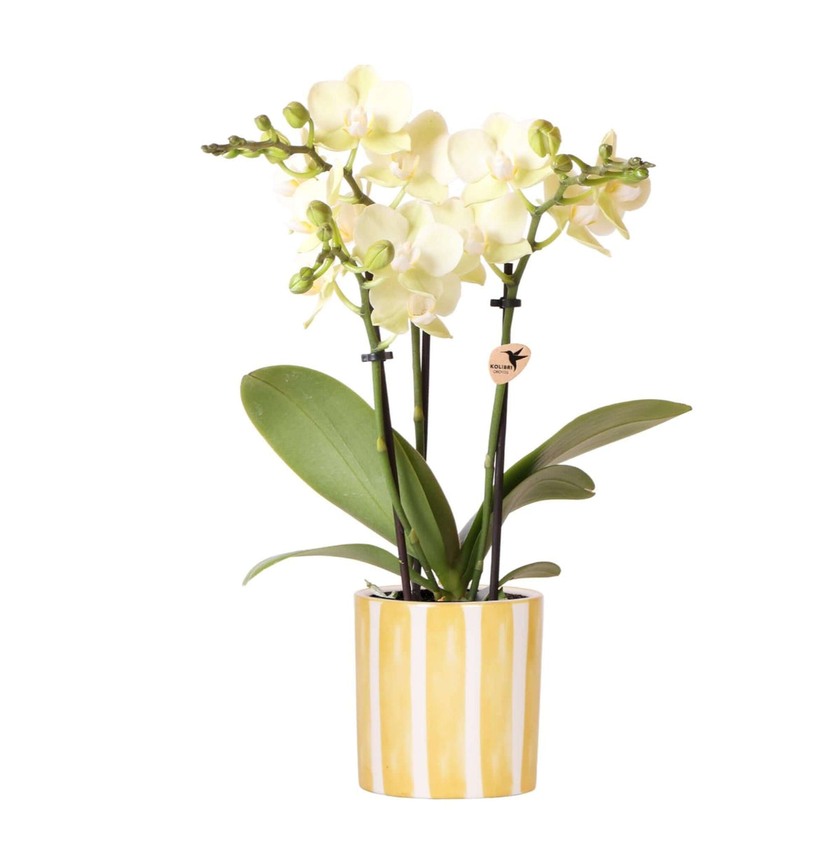 Kolibri Orchids | gele Phalaenopsis orchidee - Mexico + Painted Stripe pot yellow - potmaat Ø9cm | bloeiende kamerplant - vers van de kweker