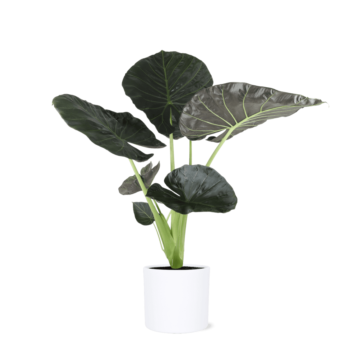 Alocasia Regal Shield Ø24cm - ↕110cm in Era WIT pot