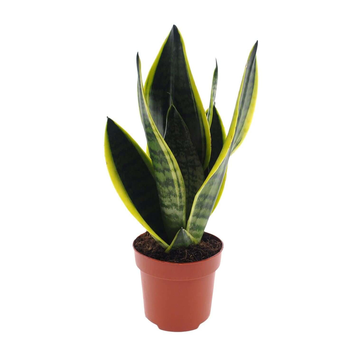 Sansevieria Futura Superba - Ø12cm - ↕30cm