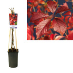 Parthenocissus 'Engelmannii' +light Label - Ø17cm - ↕75cm