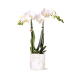 Kolibri Orchids | witte Phalaenopsis orchidee - Amabilis + Leaf pot green - potmaat Ø9cm | bloeiende kamerplant - vers van de kweker