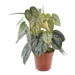 Philodendron Brandtianum - 35 cm - ø12