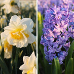 Flowerbulbs Amsterdam - Rob's Favorites - 20 bloembollen - Maat 12/14