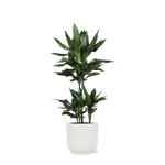 Dracaena Janet Lind Ø21cm - ↕90cm in Vibes WIT pot