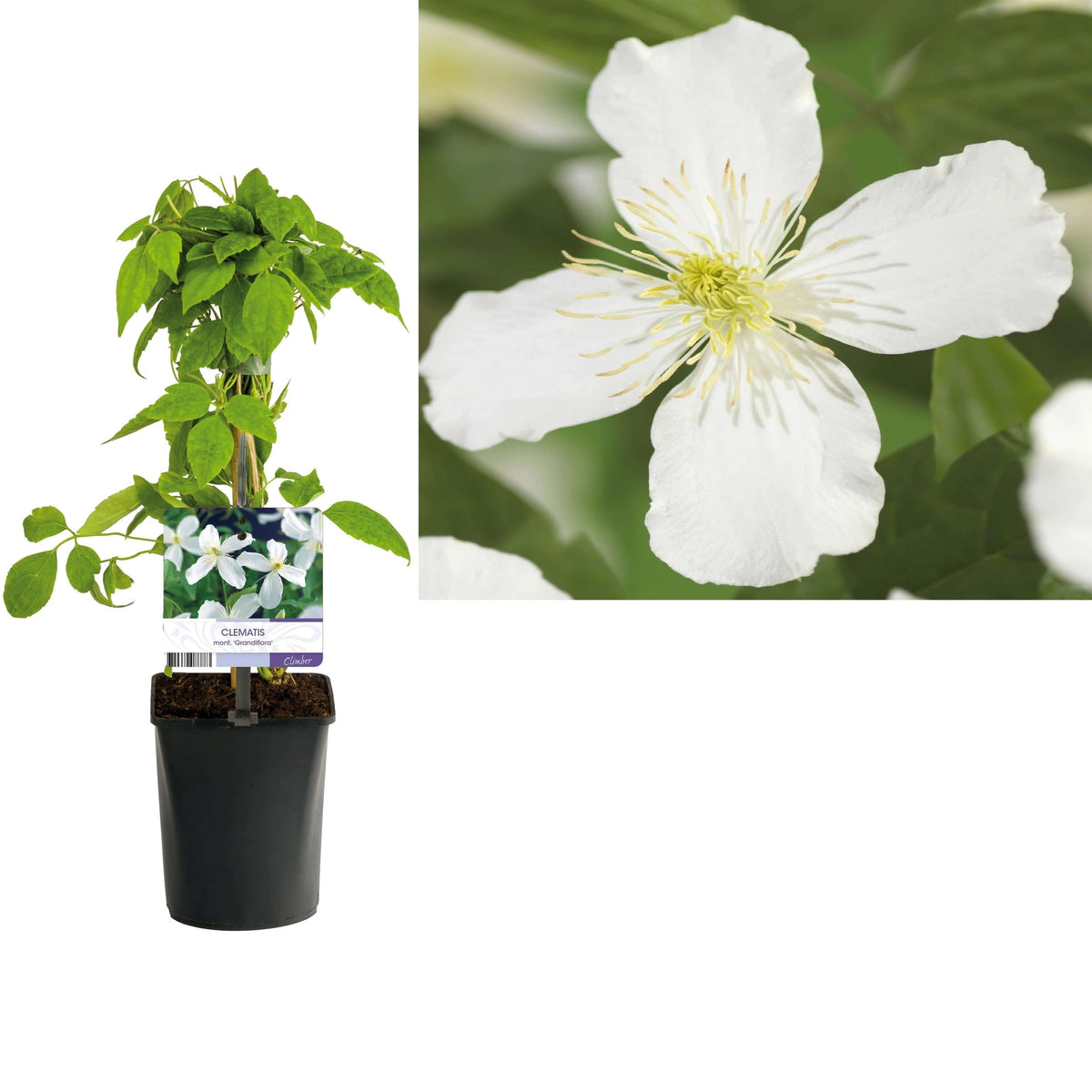 Clematis Montana 'Grandiflora' +light Label - Ø11cm - ↕40cm