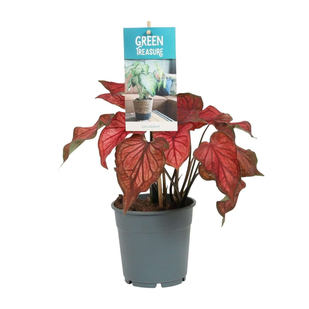 Caladium Red - Ø12cm - ↕25cm