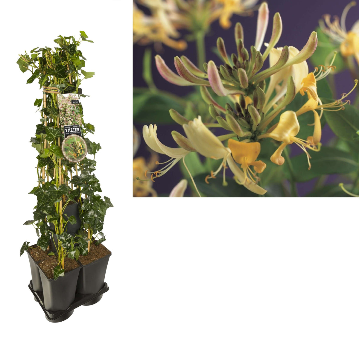 1 M. Privacy Mix Hedera + Lonicera 'periclymenum' +label - Ø17cm - ↕90cm