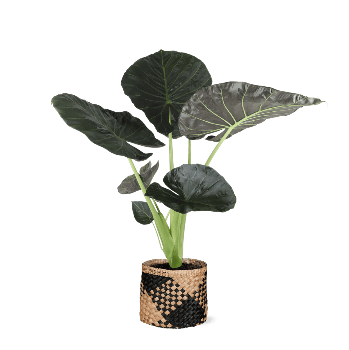 Alocasia Regal Shield Ø21cm - ↕100cm in Albury BLACK mand