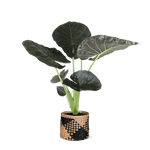 Alocasia Regal Shield Ø21cm - ↕100cm in Albury BLACK mand