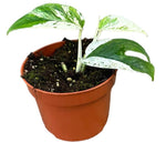 Epipremnum Pinnatum Marble Variegata - Ø10,5cm - ↕15cm