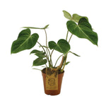 Philodendron Gloriosum - Ø15cm - ↕40cm