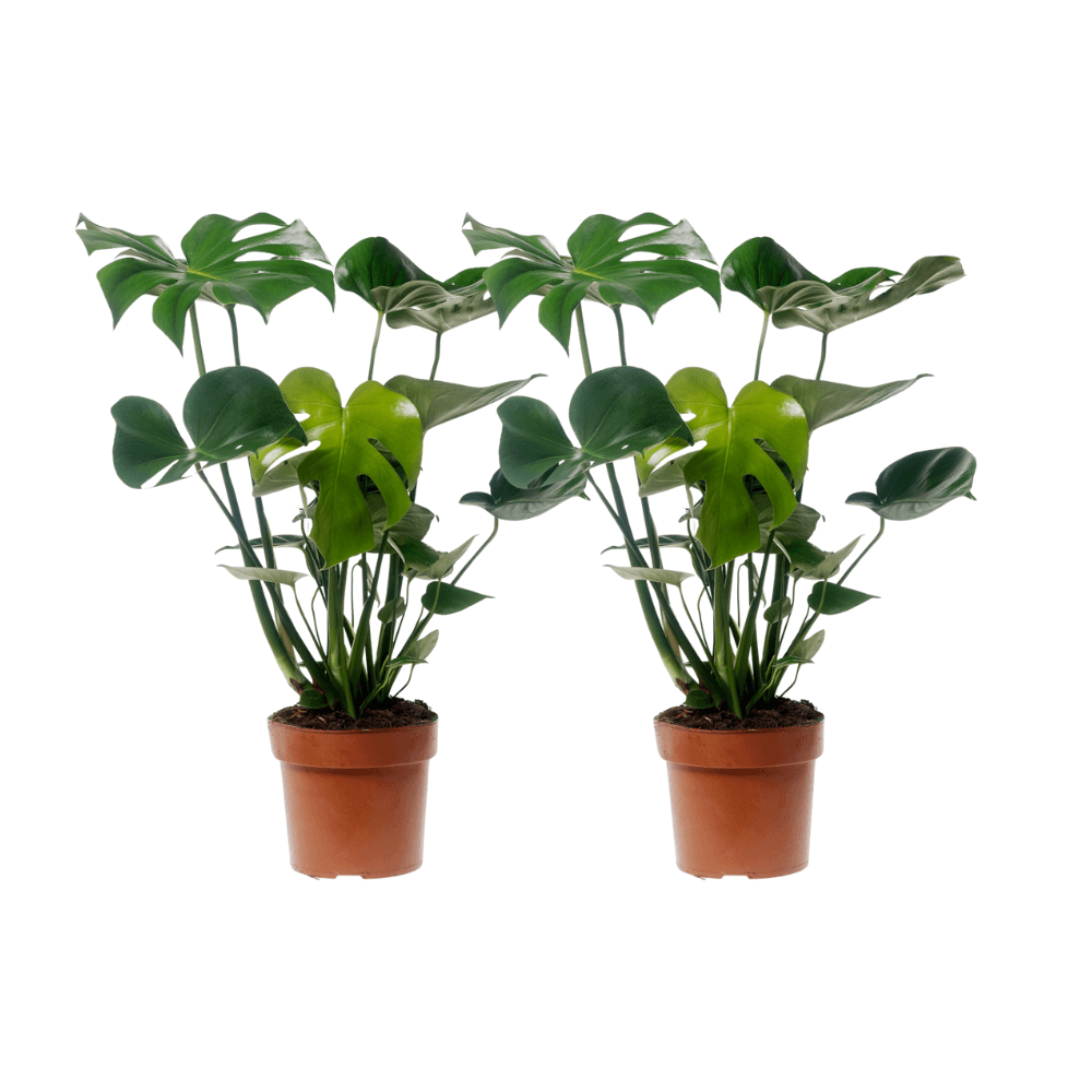 Monstera Deliciosa - 2 stuks - Ø17cm - ↕55cm