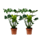 Monstera Deliciosa - 2 stuks - Ø17cm - ↕55cm