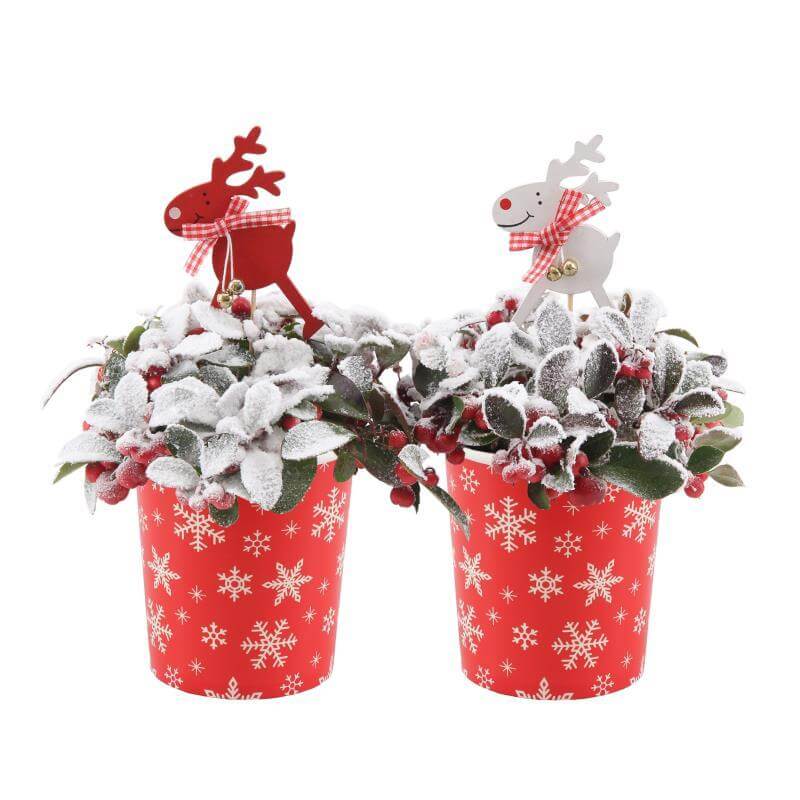 Gaultheria Pr. 'Big Berry' in Cup X-Mas Deco + Reindeer + Snow - 2 stuks - Ø11cm - ↕15cm