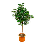 Schefflera op stam - 225cm - ø45