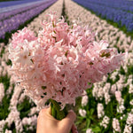 Flowerbulbs Amsterdam - China Pink- 10 bloembollen - Maat 14/15