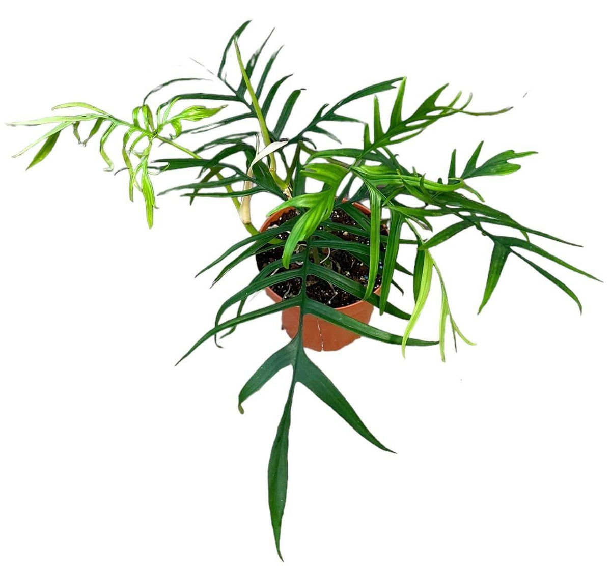 Philodendron Polypodioides - Ø17cm - ↕30cm