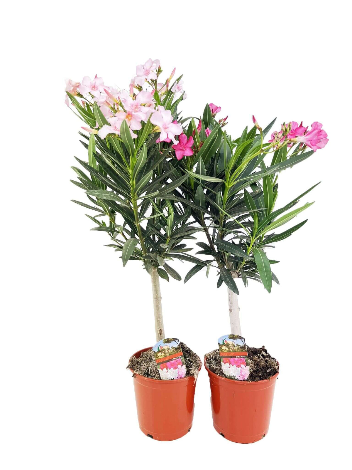 Nerium Oleander op Stam - 2 stuks - Ø17cm - ↕80cm