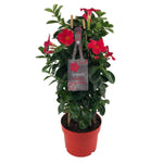 Mandevilla Sundaville Early Scarlet In Toren (Dipladenia) - Ø17cm - ↕55cm