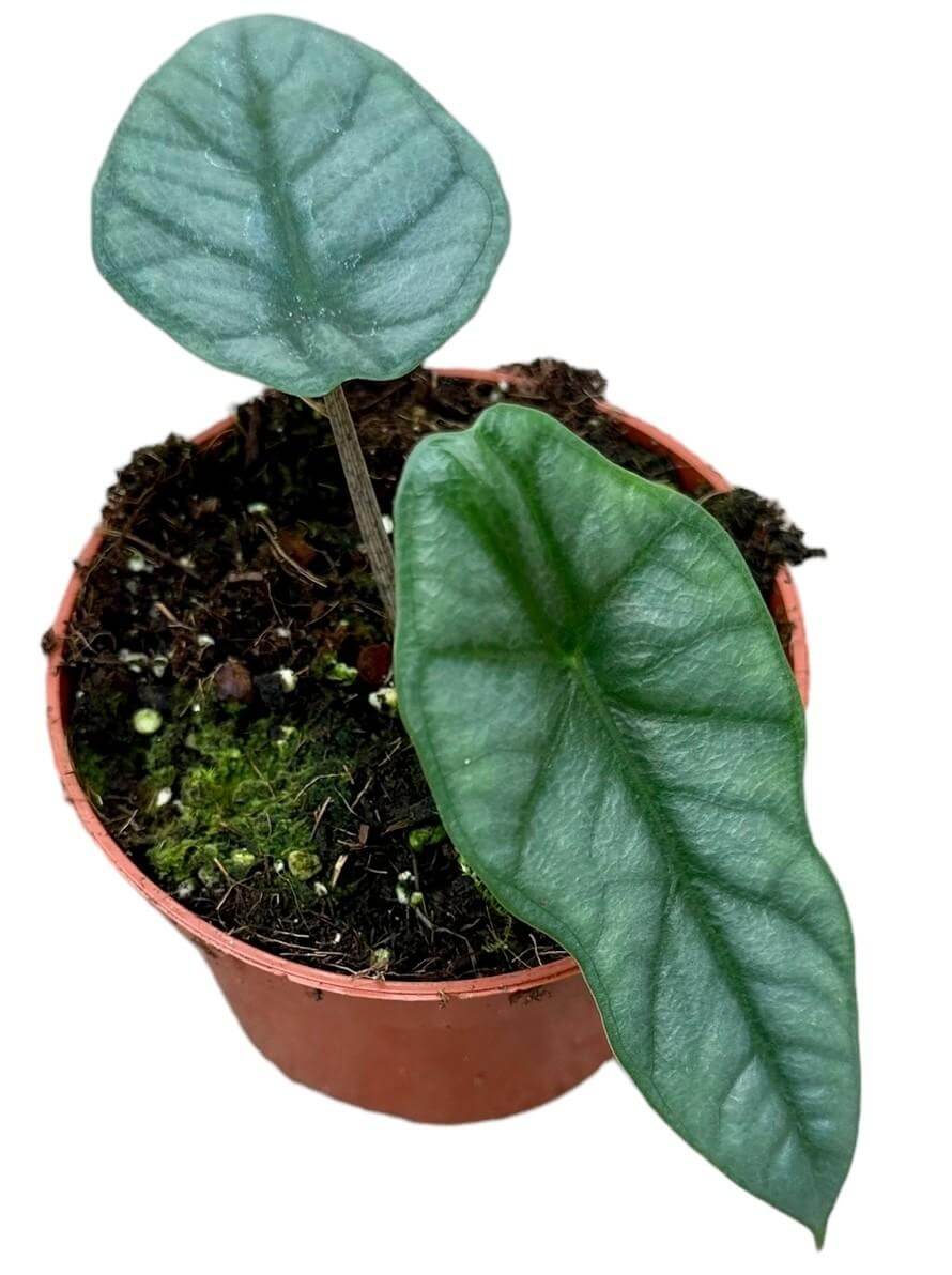 Alocasia Heterophylla Corazon - Ø10,5cm - ↕15cm