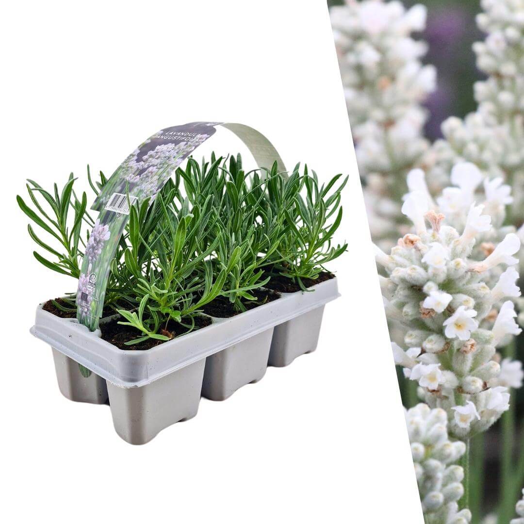 6 pack Lavendel angustifolia wit - 6 x Ø7 cm - ↕15 cm