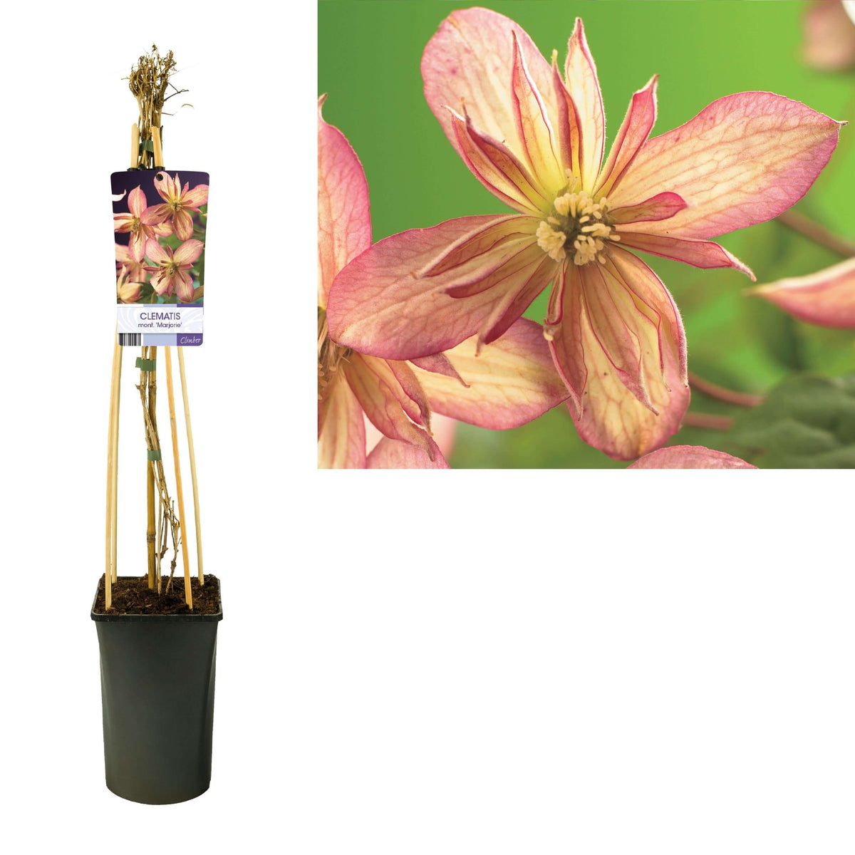 Clematis Montana 'Marjorie' +light Label - Ø17cm - ↕75cm