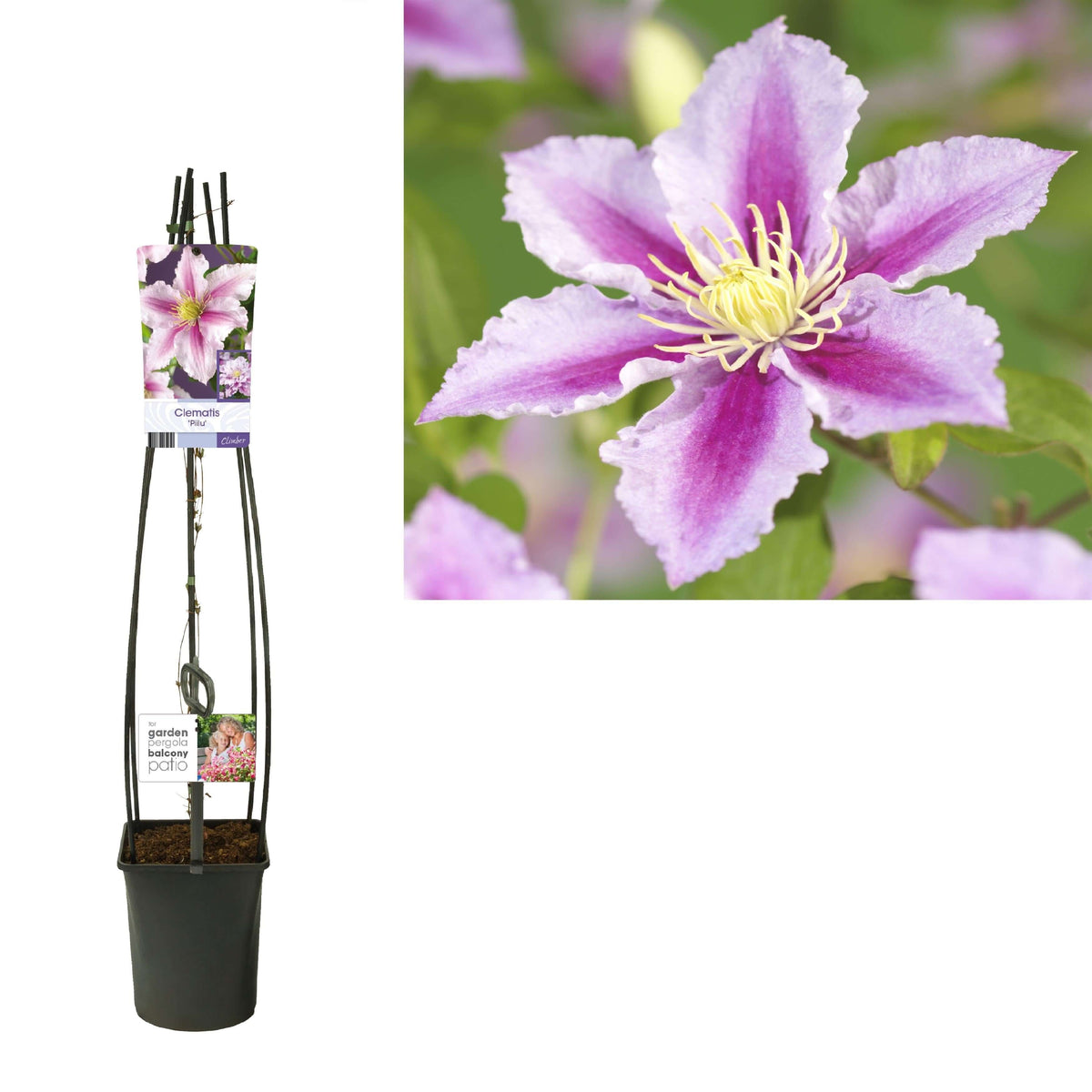 Clematis 'Piilu' +light Label - Ø23cm - ↕115cm