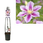 Clematis 'Piilu' +light Label - Ø23cm - ↕115cm