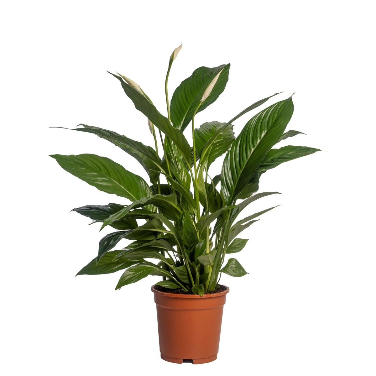 Spathiphyllum 'Vivaldi Spa' ohne Topfdeckel - Ø17cm - ↕70cm