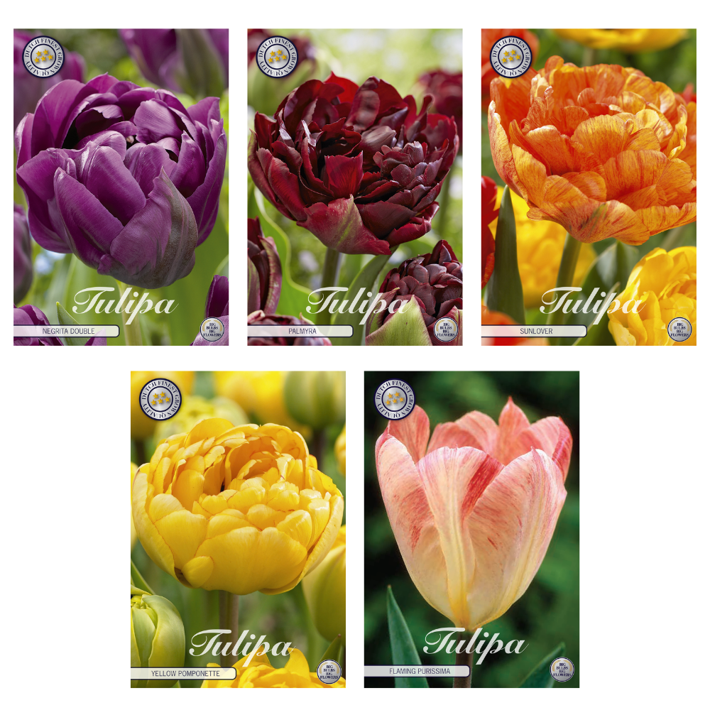 Tulipa - Bloembollen Mix (3) - 5 soorten - 38 bollen