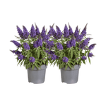 Buddleja Candy Little Purple - 2 stuks - Ø17cm - ↕45cm