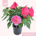 Hibiscus XXL Magenta - Ø23cm - ↕70cm