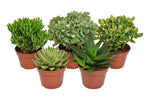 Succulent Mix - 5 stuks - Ø15cm - ↕20cm