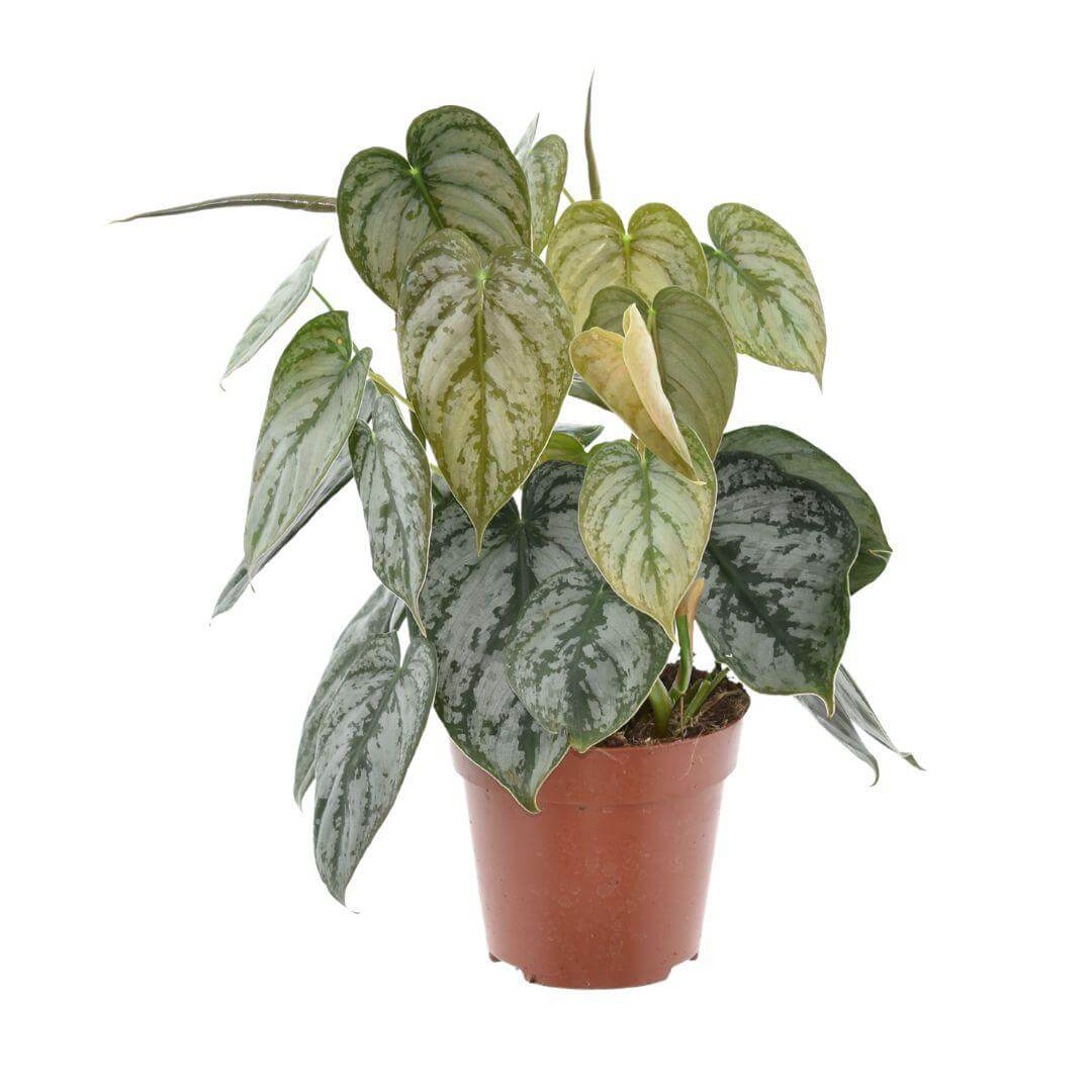 Philodendron Brandtianum - Ø12cm - ↕35cm