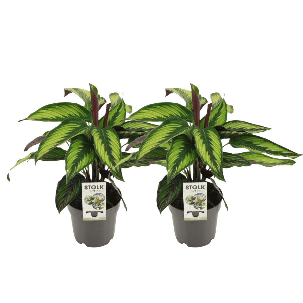 Calathea Majestica Princeps - 2 stuks - Ø14cm - ↕45cm