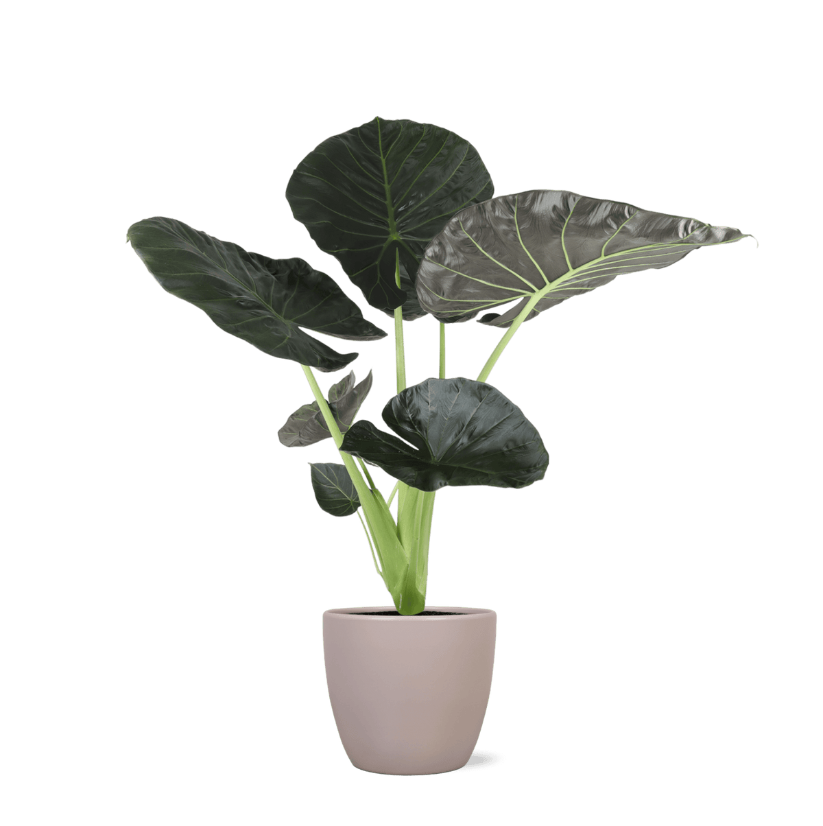 Alocasia Regal Shield Ø21cm - ↕100cm in Boule TAUPE pot