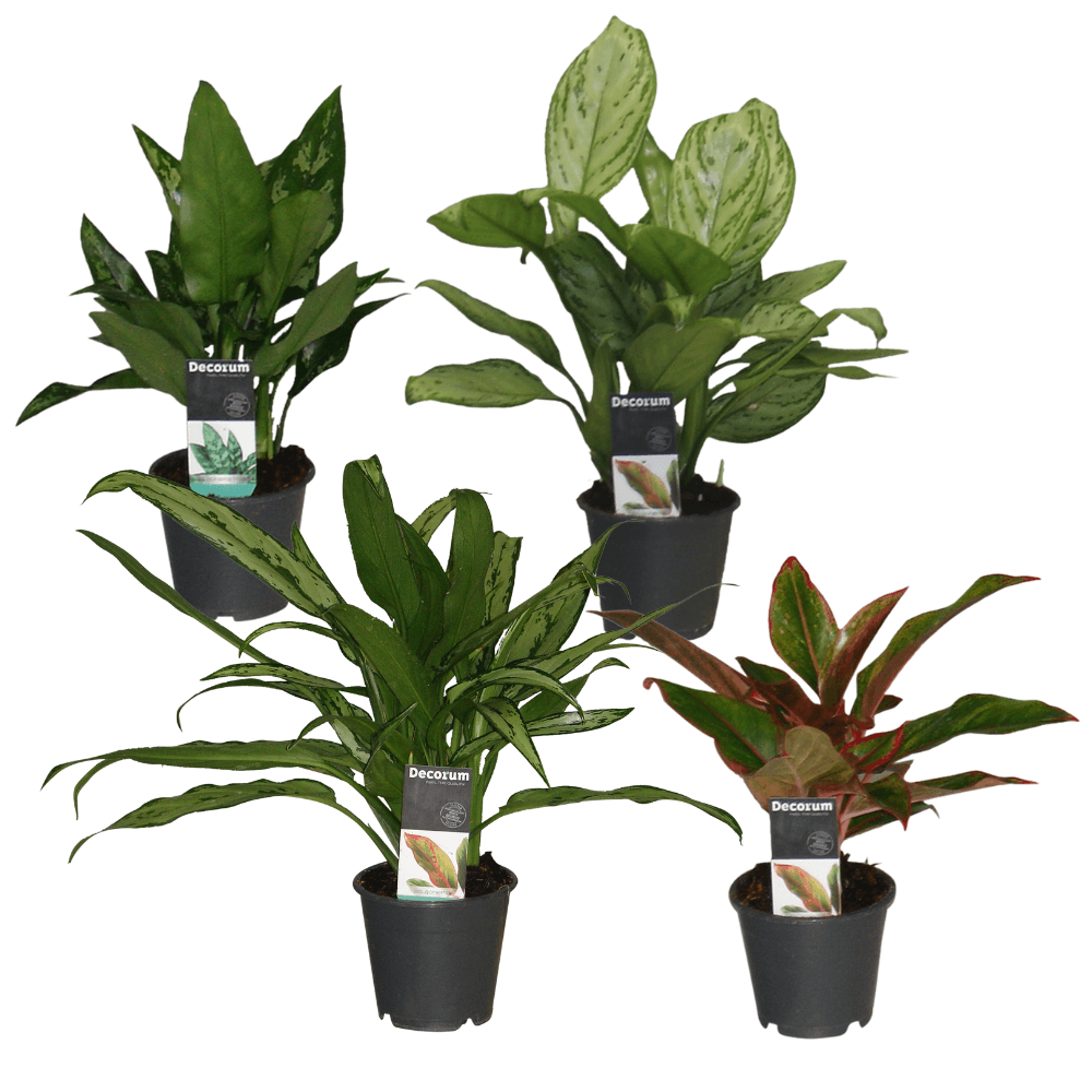 Aglaonema Mix - 4 stuks - Ø12cm - ↕30cm