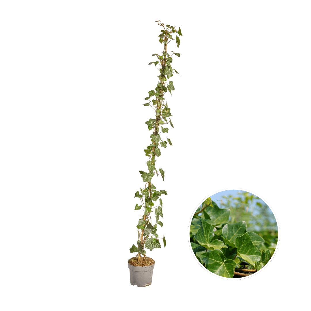 Hedera Hibernica - Klimop - Gestokt - ↨125 - 150 cm