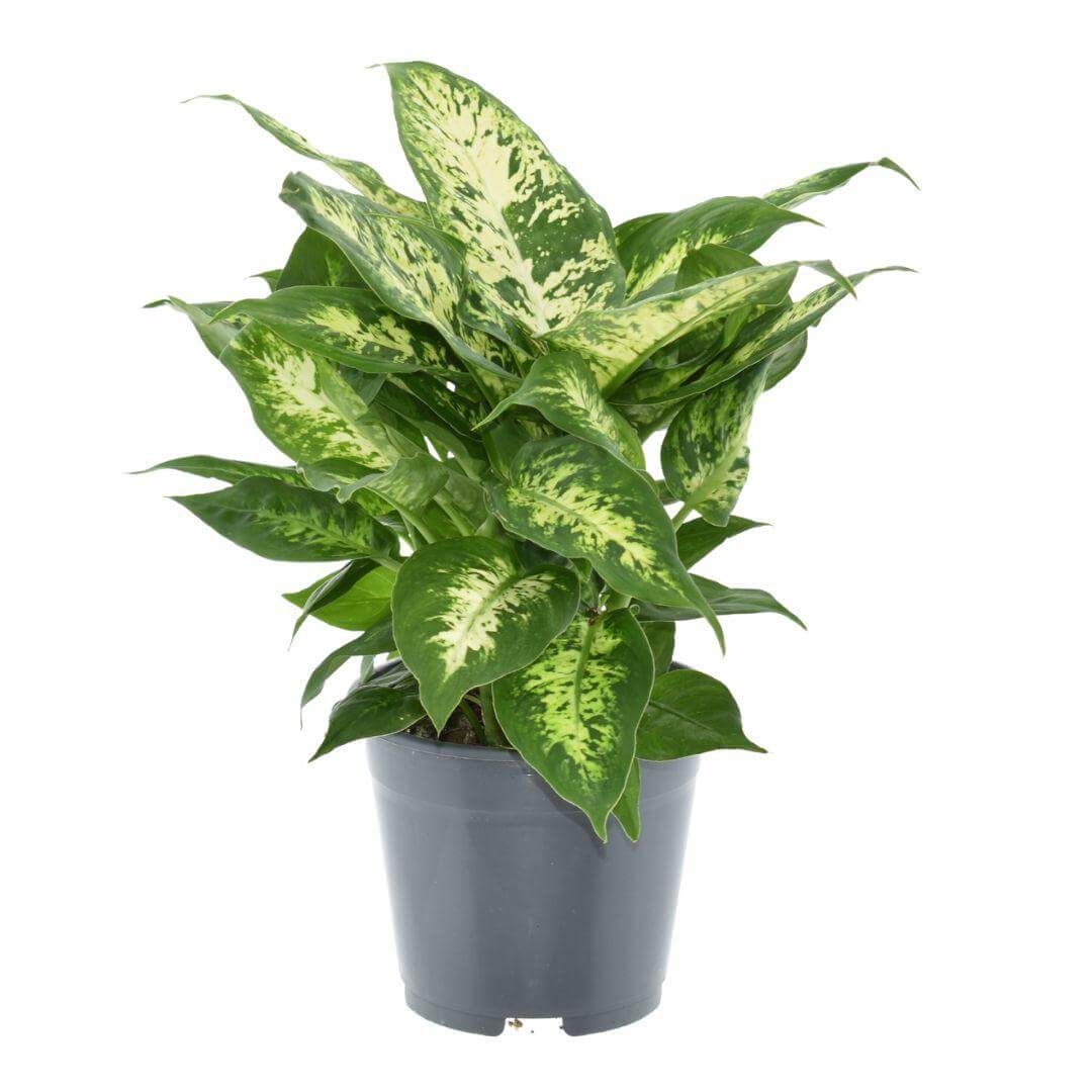 Dieffenbachia Compacta 2 PP - Ø14cm - ↕35cm