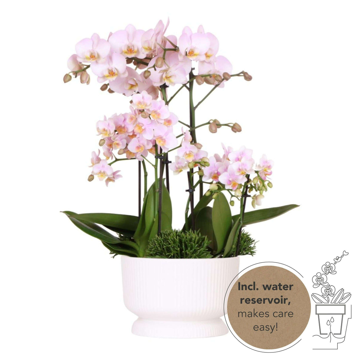 Kolibri Orchids | roze plantenset in Diabolo white dish incl. waterreservoir | drie roze orchideeën en drie groene planten | Field Bouquet roze met zelfvoorzienend waterreservoir