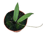 Hoya Scortechinii - Ø10,5cm - ↕cm