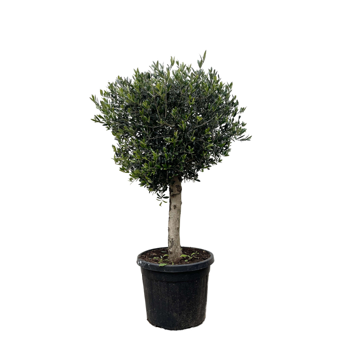 Olea Europaea Lorc - 180cm- Ø50